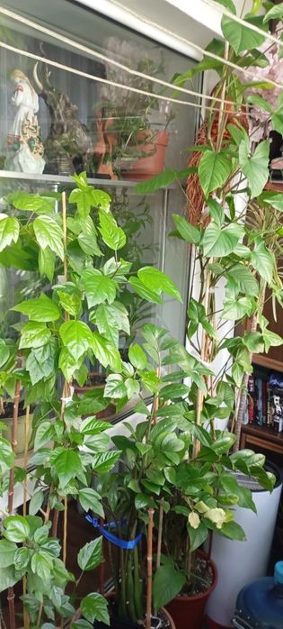 Комнатные растения