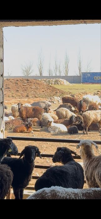 Продам баран Қой сатылады