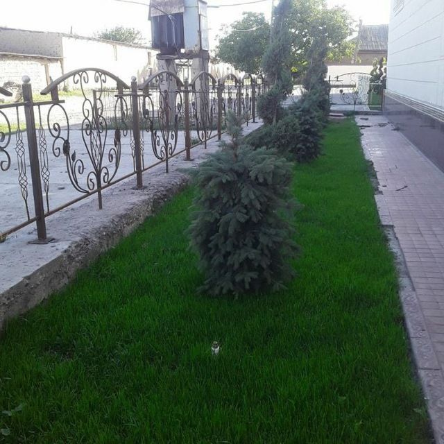 Archa gul kesish gazon ekish tayor gazon bosish archa gul ekish xat xi