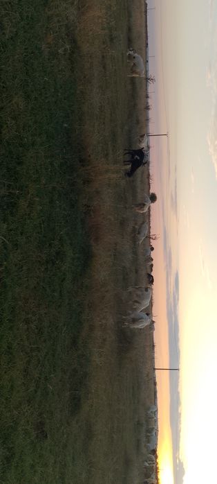 Vând capre cu iezi, preț negociabil