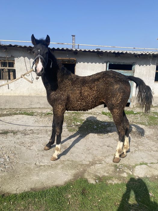 Тай сатылады 10айлык