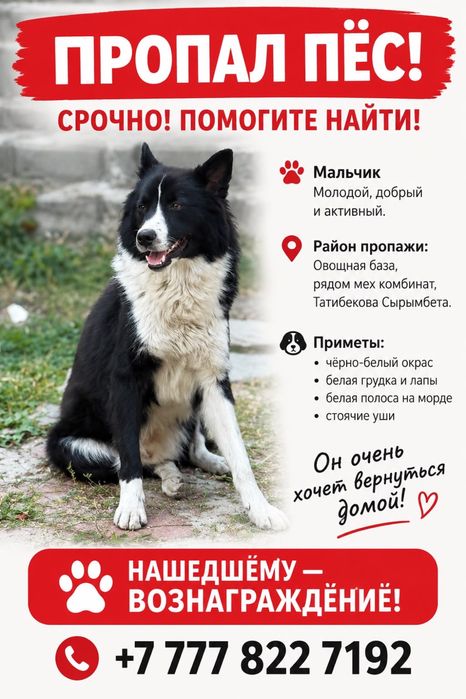 Потерялась собака