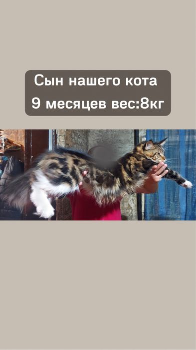 Кот Мейн-кун вязка