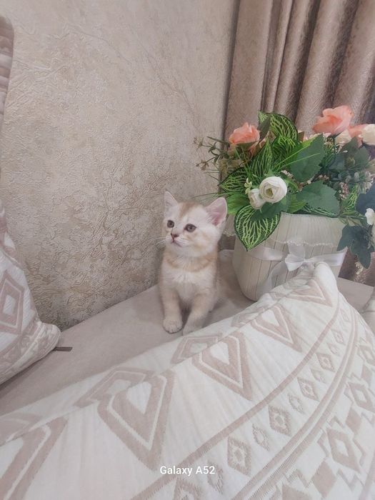 Zotti tozza zalatistiy shin shila