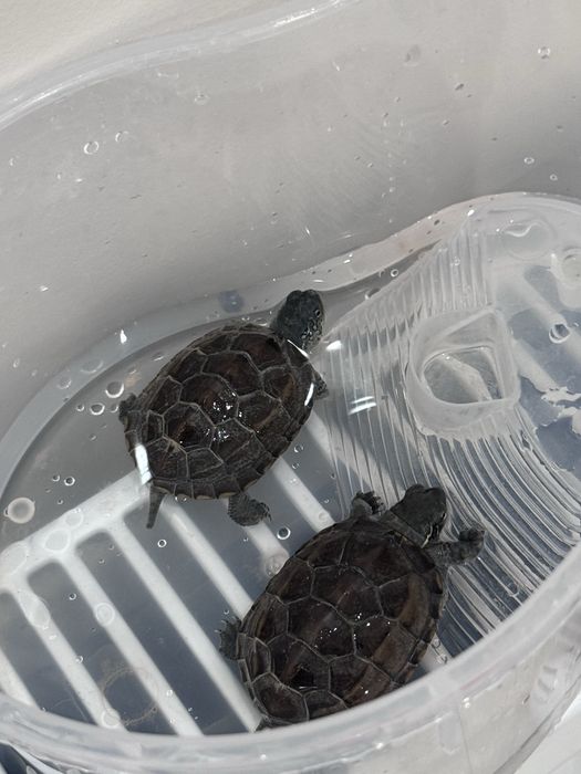 Китайская килевая черепаха