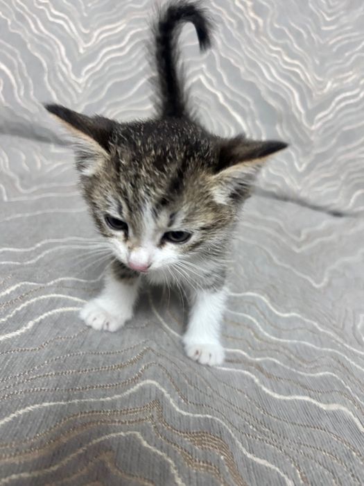 Котенок в добрые руки