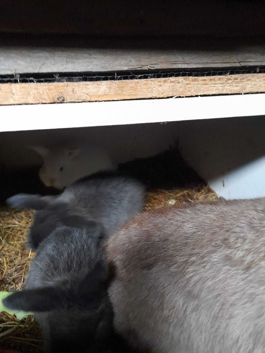 Mascul Berbec pitic German - mini lop- alb