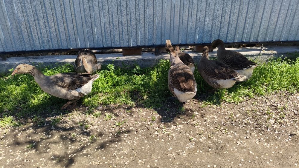 Продам Гусей Крупно серый