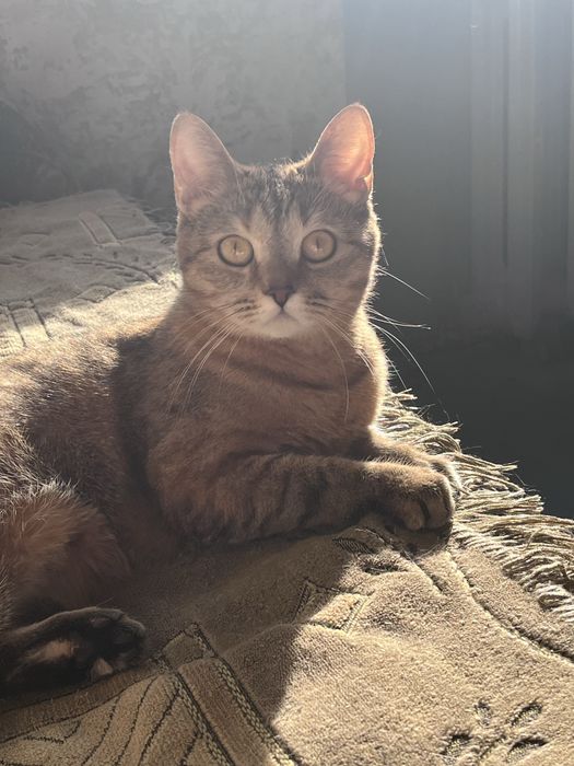 Срочно отдам кошку