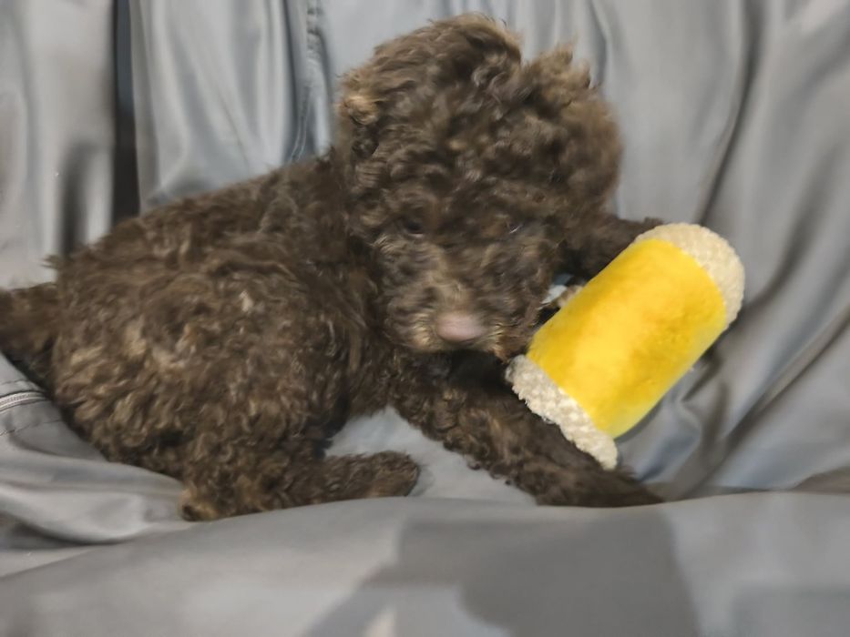 Лагото романьол кафяво бебе