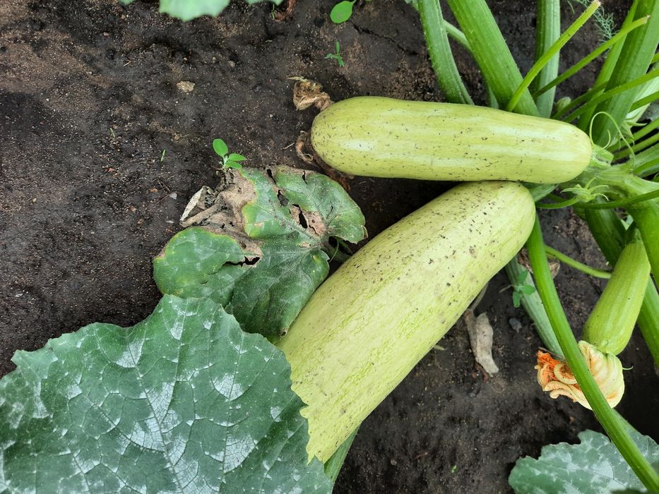 Продам домашнии кабачки.
