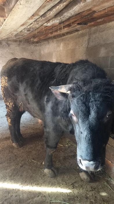 Продам быка откормленого