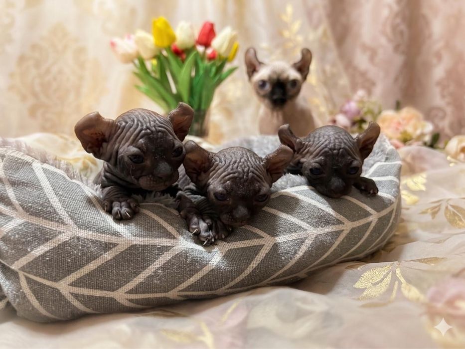 Канадский сфинкс эльф