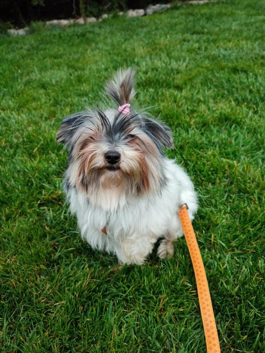 Йоркширски териер-Бивер