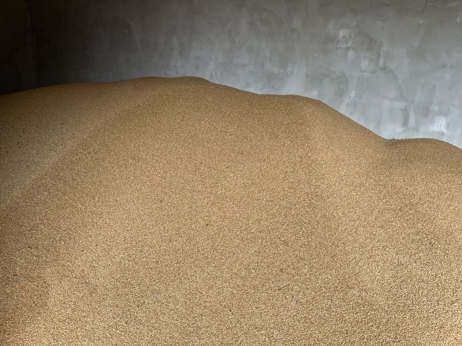 Porumb 2025!!!//////