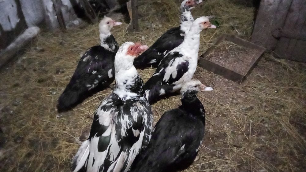 Продам семью индоуток