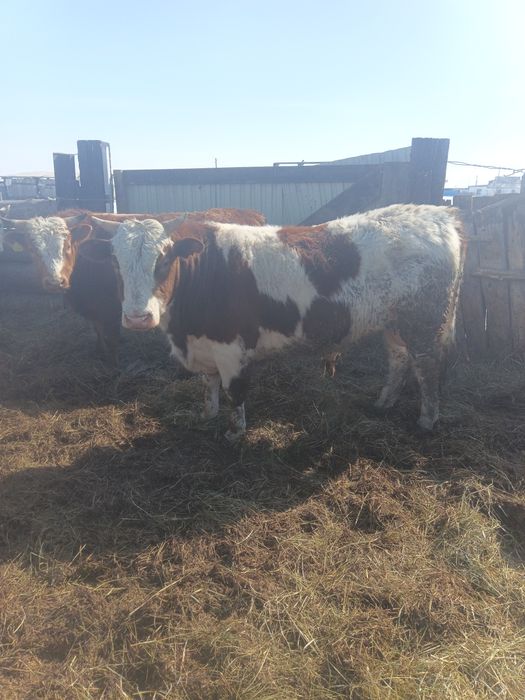 Продам бычков 15 голов