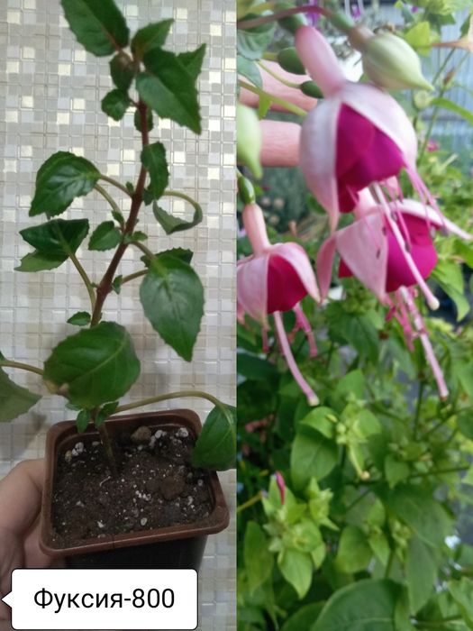 Продам цветы,любой за 800