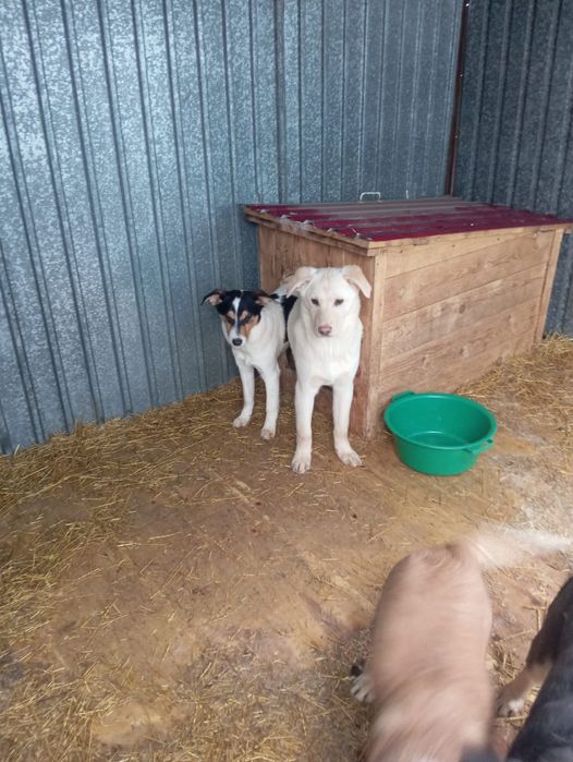 Щенки по 7 месяцев