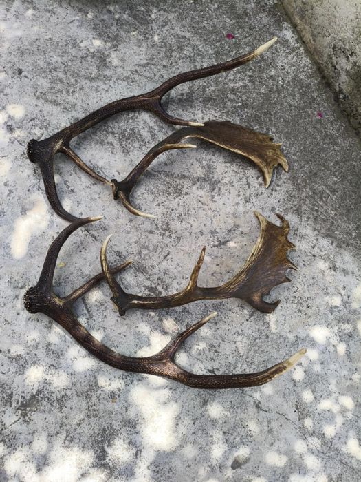Еленски рога два чифта