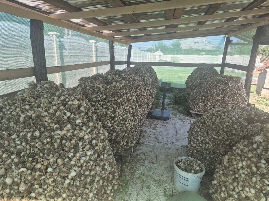 Vând usturoi românesc