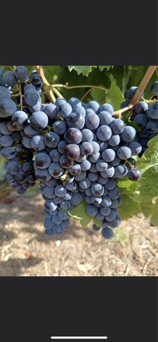 Грозде за Вино и Ракия