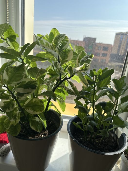 Продам комнатные цветы