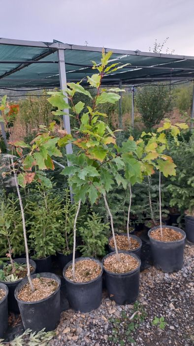 Червен Дъб на гол корен височина 180-200см