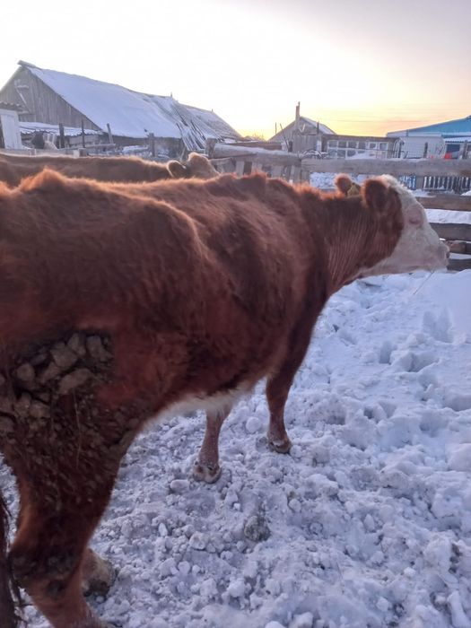 Продам стрельную корову