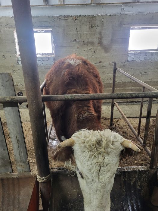 Продам молодую корову