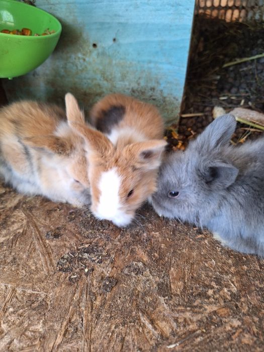 Iepurasi cap de leu pitic