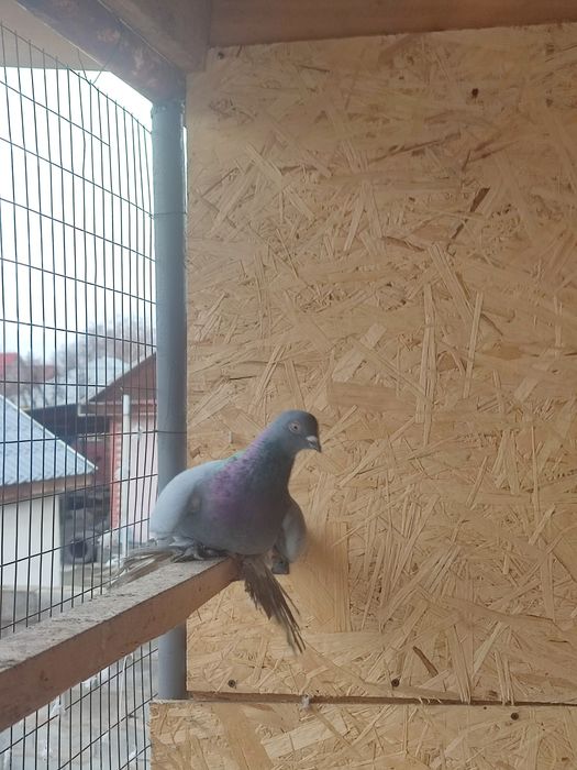 Сизый голубь продажа