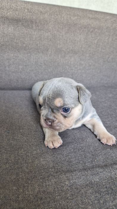 Продам французские бульдожки