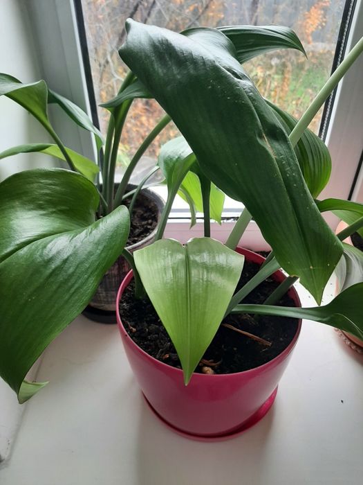 Цветок Алоэ Столетник