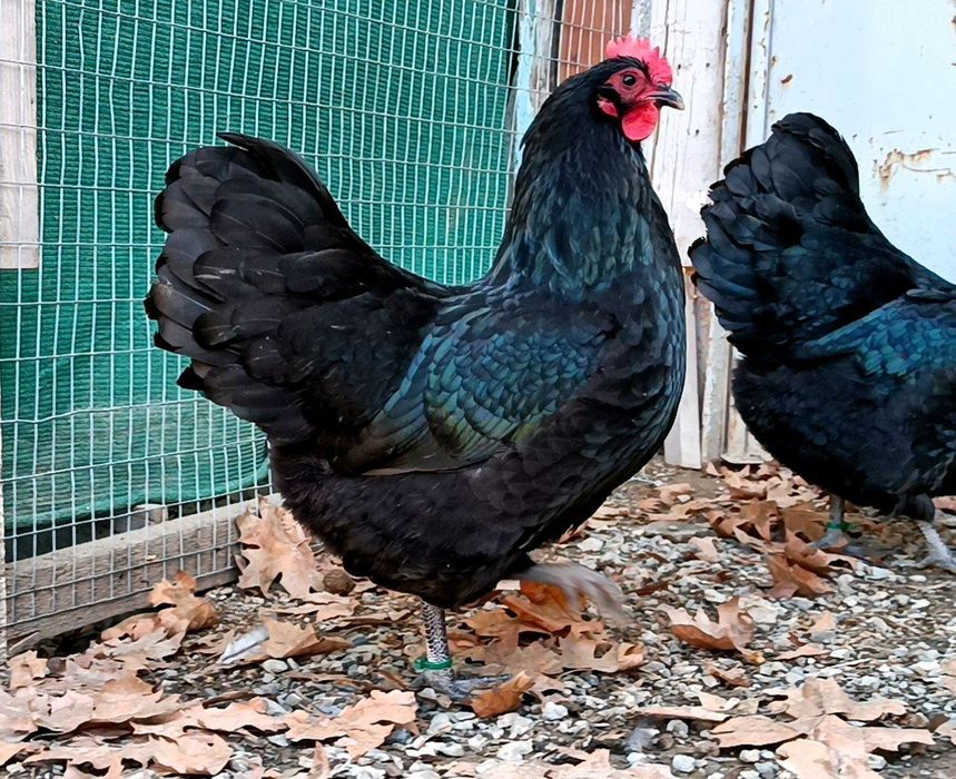 Австралорп  тухуми сотилади 25-30 минг