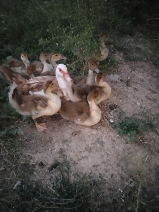 Продаются Индаутята