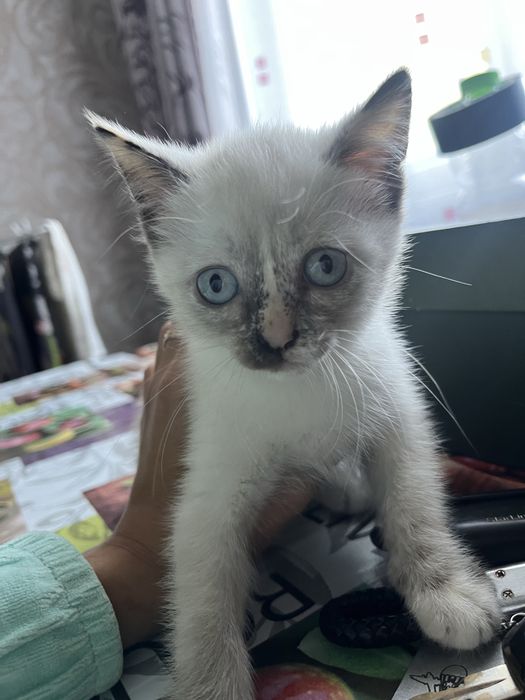 Прелестные котятки