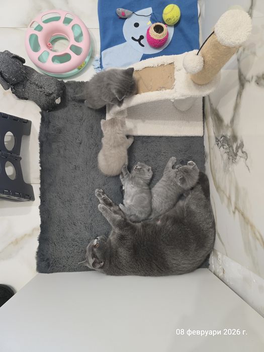 Британски котенца