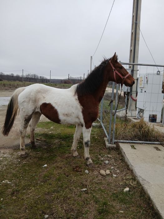 Iapa Pinto gestanta/schimb