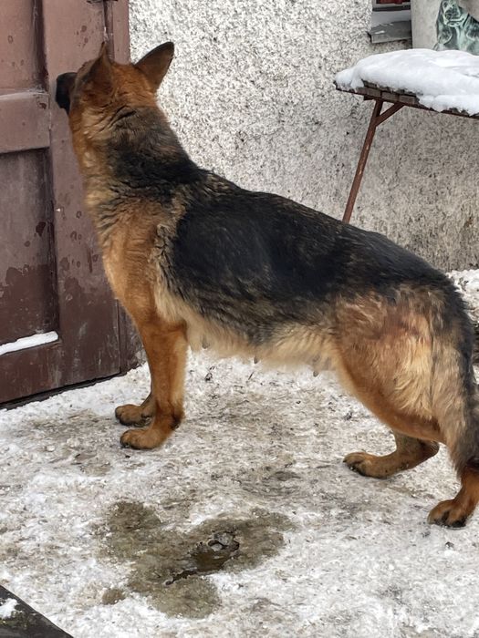 Щенки немецкой овчарки