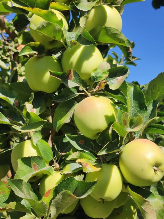 Проддам дачу с/о Химик