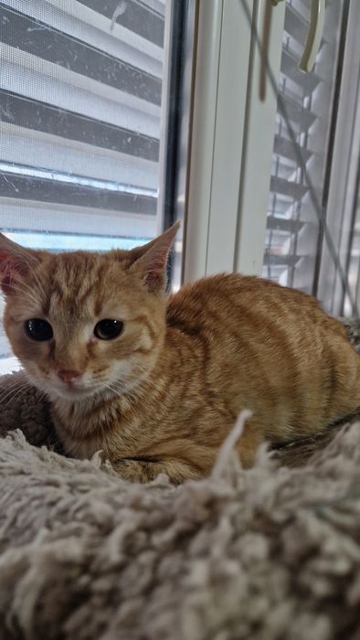 Мъжко коте търси своя дом