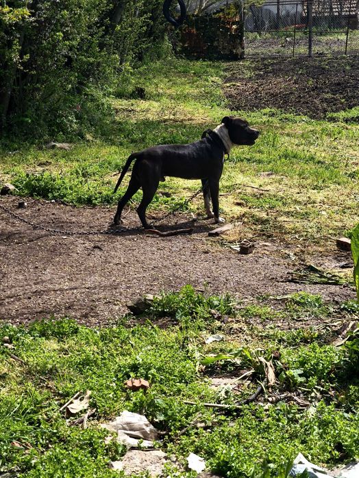 Питбулчета.