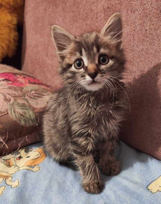 Котята в добрые ручки.