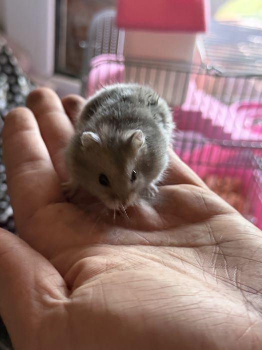 хомияк маленький