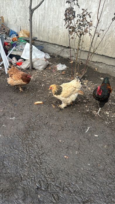 Инкубационные яйцо брамы