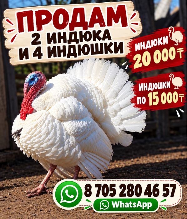 Продам Индюков домашних