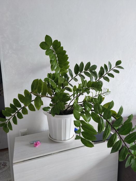 Продам комнатные растения доллар