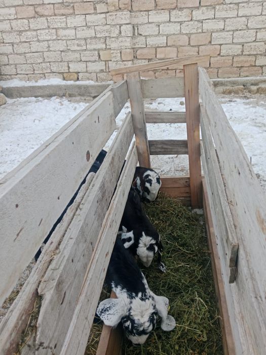 асыл тұқымды ешкілер сатылады