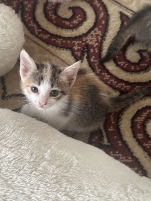 Котенок. Красивый. 1,5 месяцев